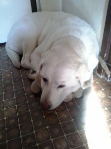 Lilike barin fekszik