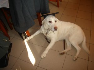 Lilike diplomaosztón