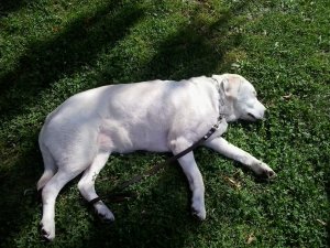 A strandon aludni vaúú jóó