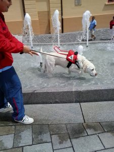 Kutyajó itt a szökőkútban