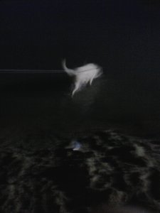 Lili az esti Balatonban