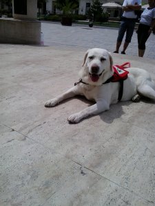 Lili lógó nyelvvel