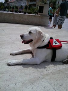 Lili lógó nyelvvel nézi Nikit, hogy mit ücsörög a Festetics gróf ölében