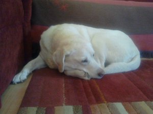 Lili összekucorodva