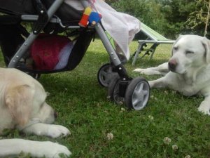 Szemezünk Bonival és vigyázunk a babára