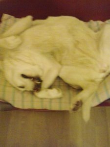 Lili kurvulva fekszik