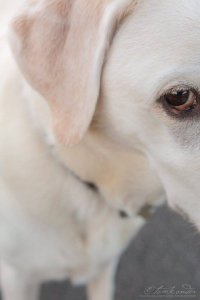 Fotó: Kondor Tamás