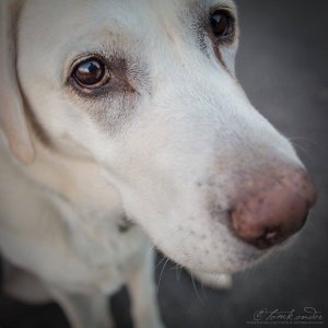 Fotó: Kondor Tamás